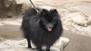 Baloo es un pomerania color negro (macho) su edad es 1 año 11 meses, es el consentido de casa